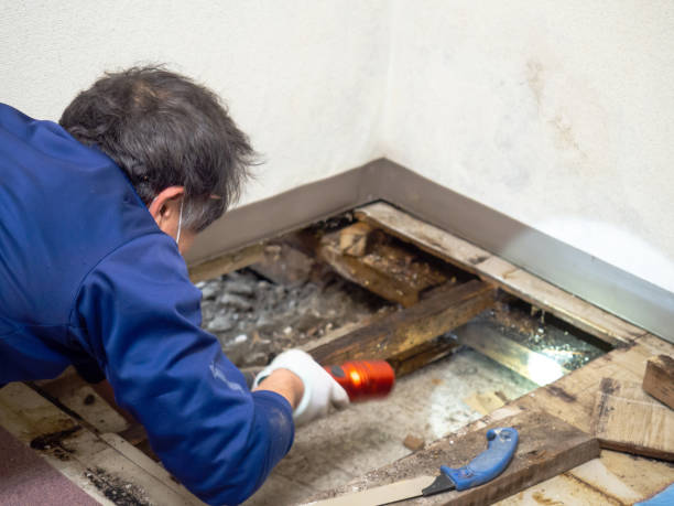 Office Mold Removal Services in Frederick, CO