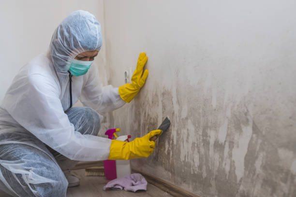 Best Toxic Mold Removal  in Frederick, CO