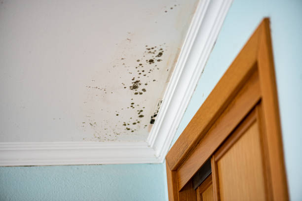 Best Best Mold Removal Companies  in Frederick, CO
