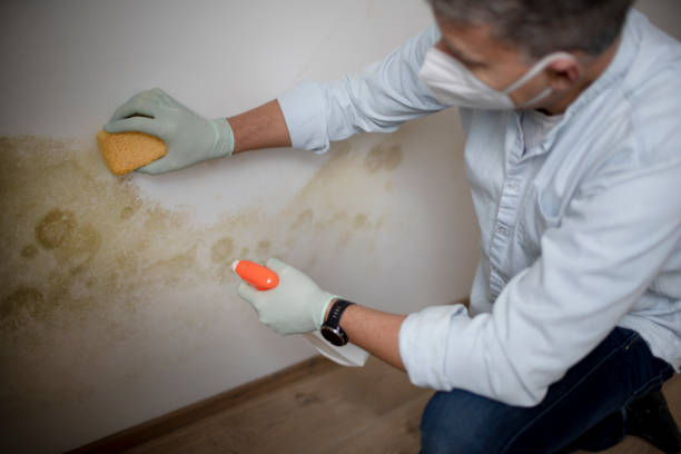 Best Mold Cleaning Services  in Frederick, CO