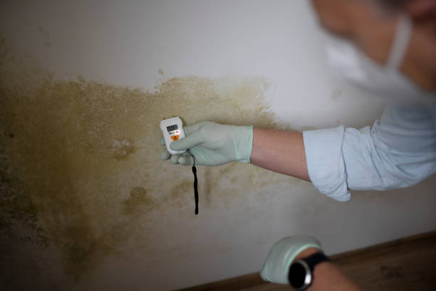 Best Professional Mold Removal  in Frederick, CO