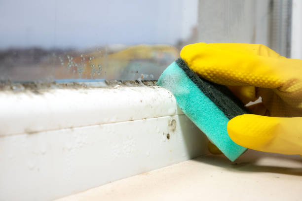 Trusted Frederick, CO Mold Removal Experts