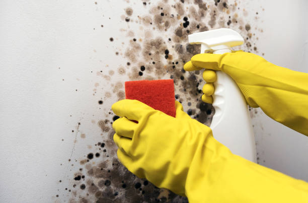 Best Mold Removal Near Me  in Frederick, CO