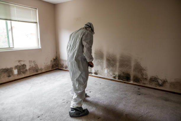 Best Local Mold Removal Service  in Frederick, CO
