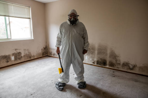 Mold Removal and Inspection in Frederick, CO