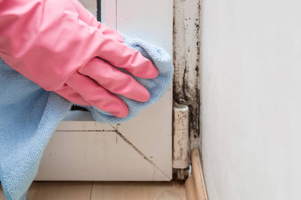 Best Mold Damage Repair  in Frederick, CO