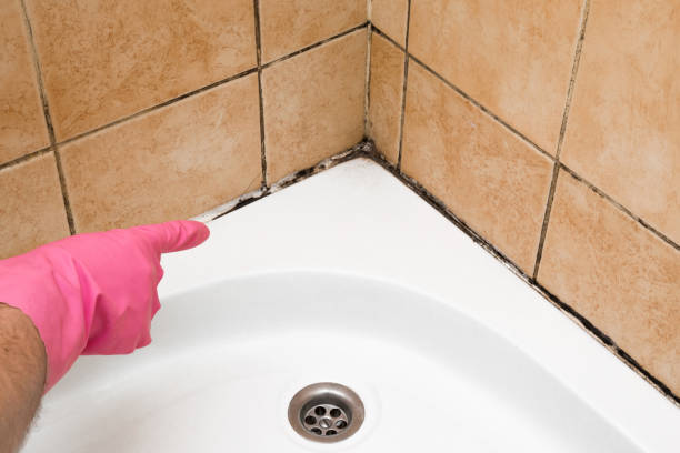 Mold Removal Process in Frederick, CO